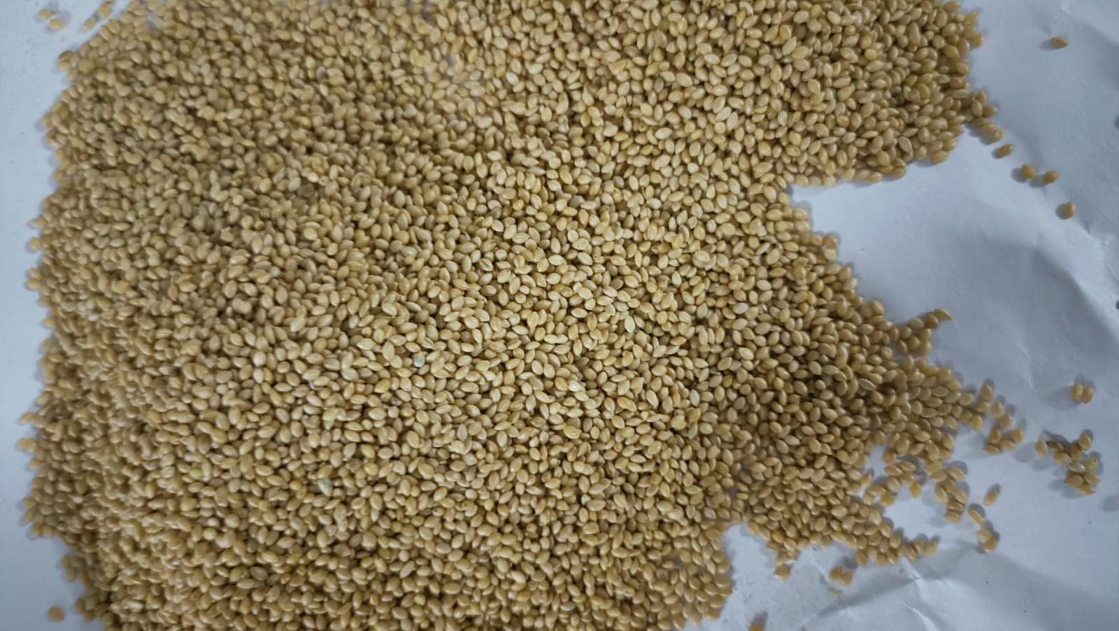 Oberoi SORGHUM /1KG / Super Quality JOWAR BIRD FEED FOR Game birds, such as wild turkeys, Gambel's quail, California quail, and ring-necked pheasants Large doves, including Eurasian collared doves, white-winged doves, and rock pigeons Large western jays, including scrub-jays and Steller's jays Ground-feeding birds such as common grackles, brown-headed cowbirds