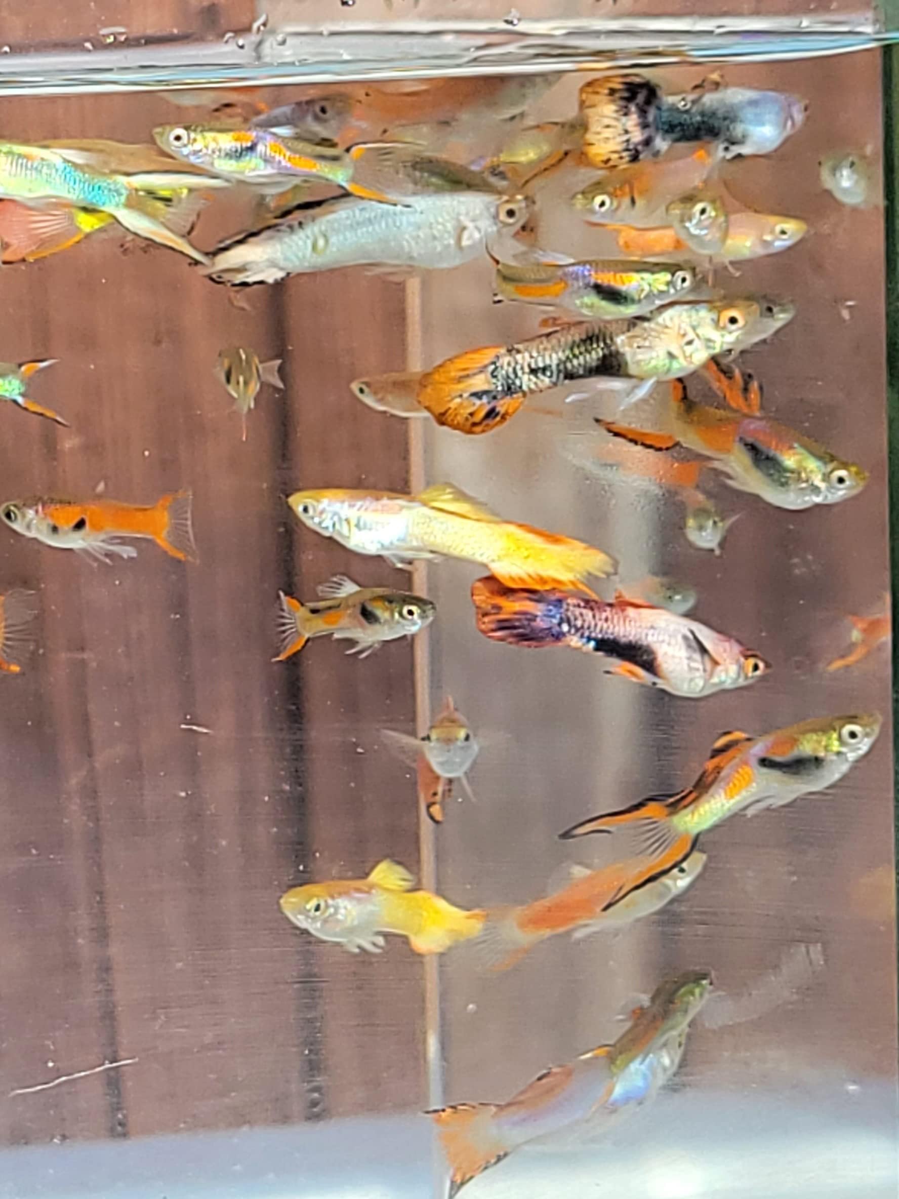 5 Pack Assorted Male Endler Livebearer Guppy
