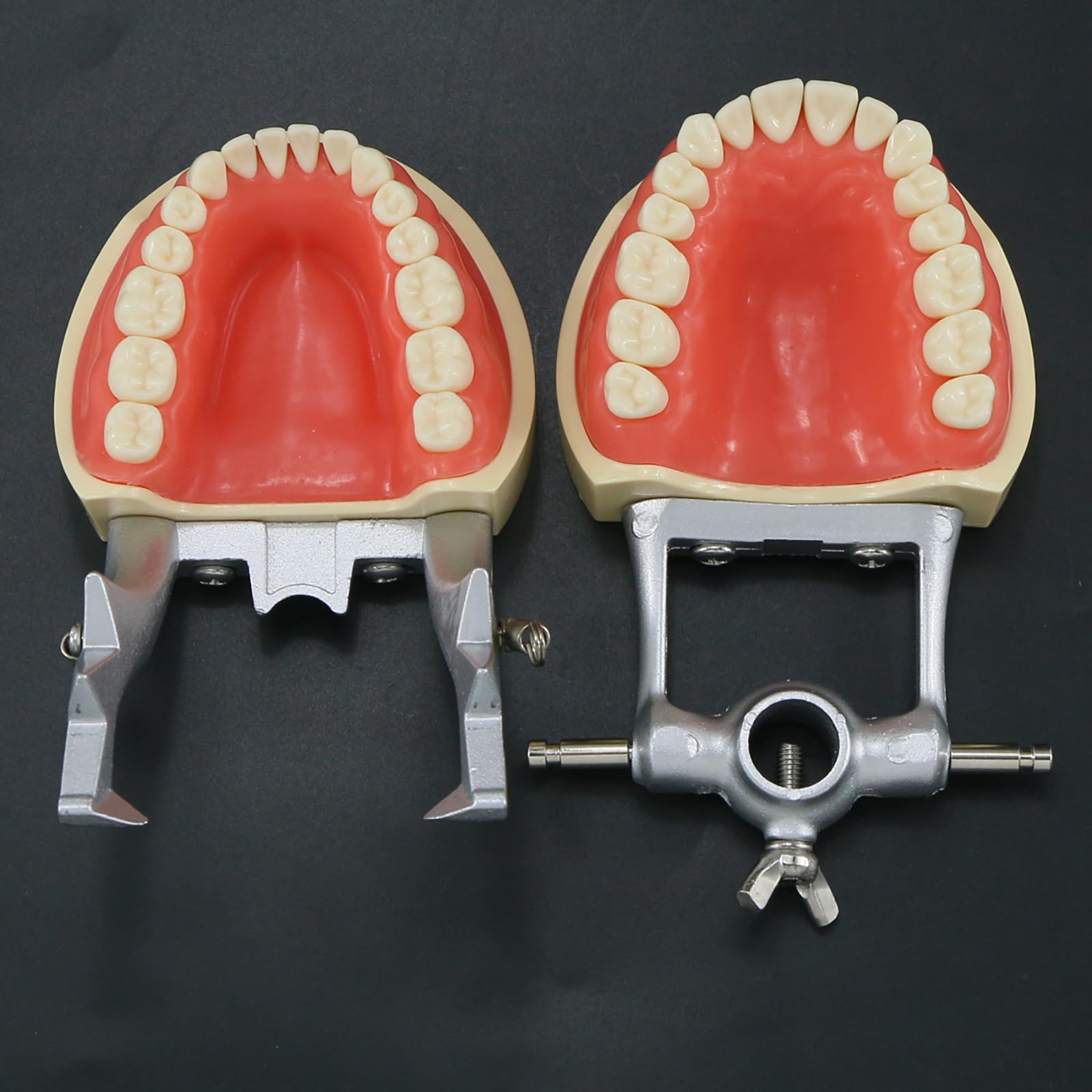 Modello di Insegnamento Orale, Modello di Preparazione del Dente Staccabile E Sostituibile a 32 Denti a Bocca Piena, Utilizzato per L'insegnamento Dentale E L'igiene Orale