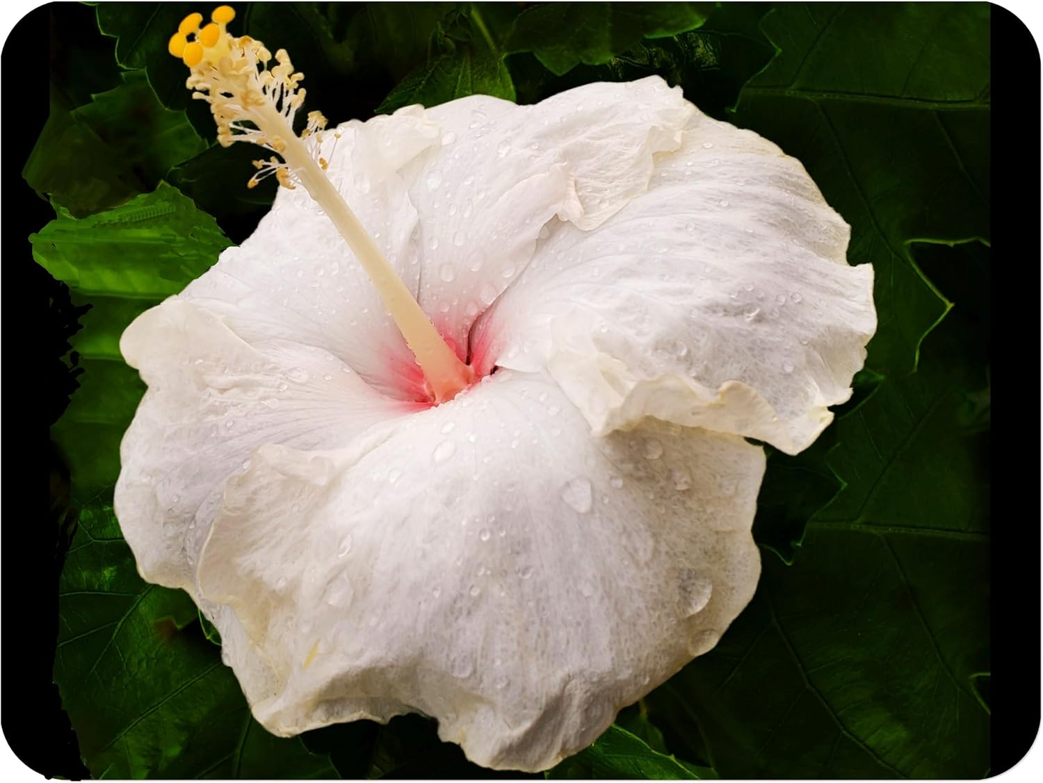 Tropical Hibiscus rosa-sinensis 'Whipped Cream' Live Plant | Fancy Exotic Type | Large Single White and Pink Flower | 6 to 10 Inches Tall | Emerald’s Starter Size