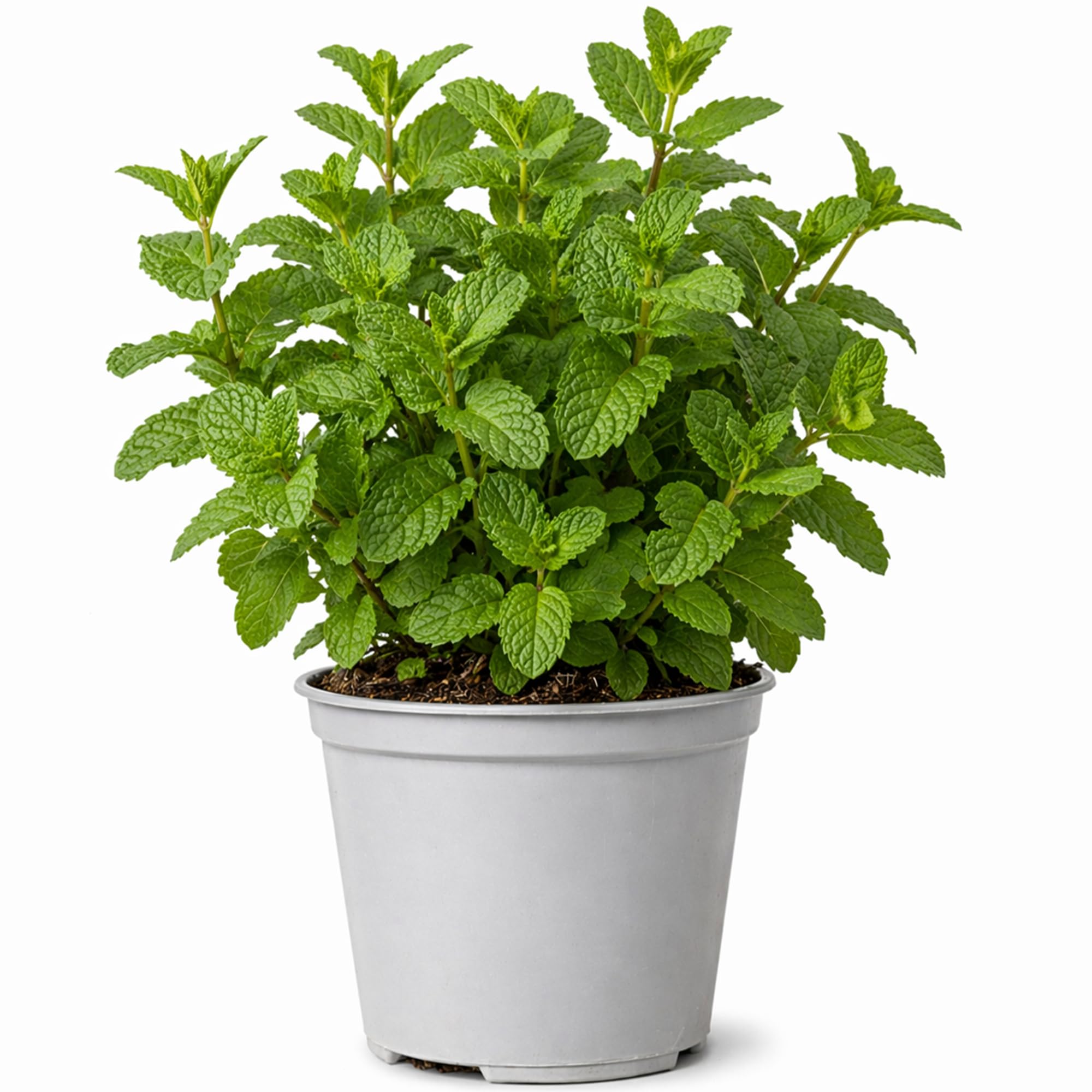 GardenersDream Moroccan Mint Plant - Tasty Culinary Herb Plant - Grow Your Own Fresh Garden Herb - Outdoor Garden Ready Perennial Plants for Tea, Cooking, Kitchen & Patios (15-20cm, incl. 14cm Pot) — image 1