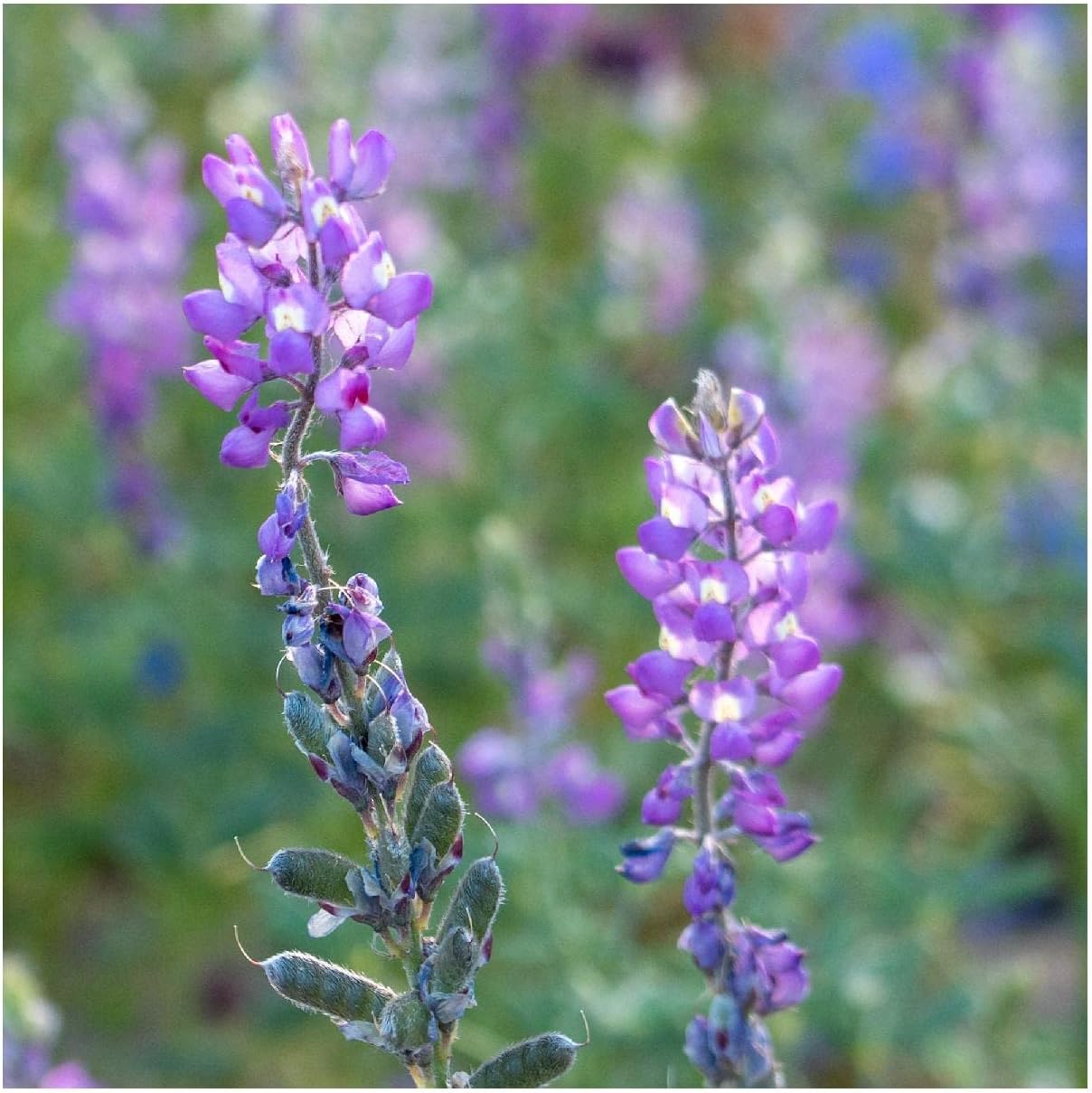 Everwilde Farms - 1/4 Lb Mojave Lupine Native Wildflower Seeds - Gold Vault