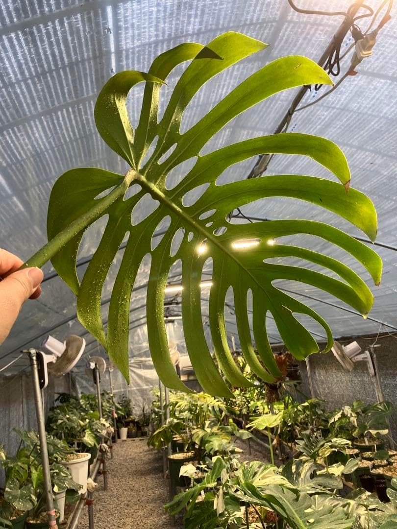 モンステラ88 スケルトン　デリシオーサ　茎カット　発根済み　成長点ぷっくり モンステラ88 スケルトン デリシオーサ 茎カット 発根済み 成長点