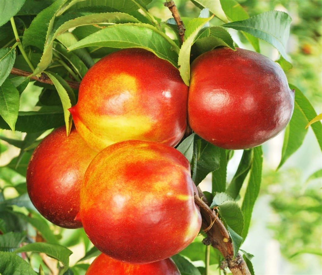 Pianta vera da frutto ALBERO DI NETTARINA SIMILE PRUNUS PERSICA VAR