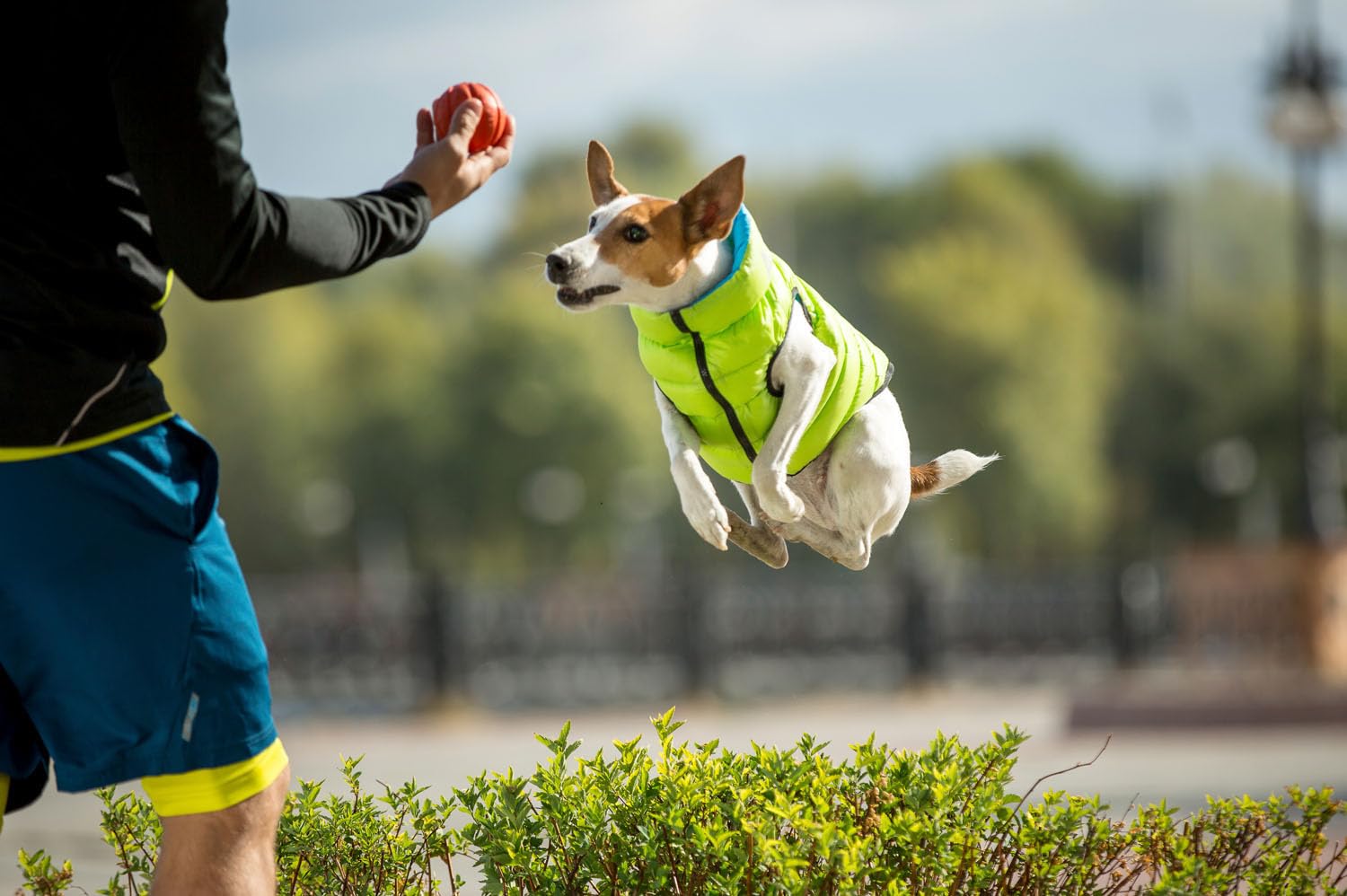 AirVest Reversible Hundekleidung, Hundejacke, Hundemantel, Wasserdicht, Windichte, +Praktische Tasche, Hellgrün + Blau, Größe XS: 25x38x30 cm