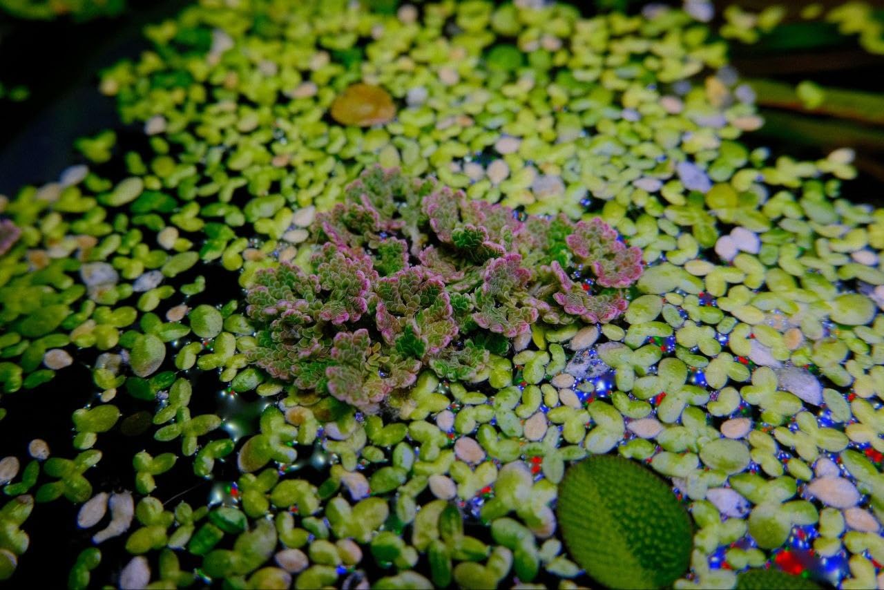 High Performance Live Floating Plant for Poultry Feed and Soil Care (1400 Live Healthy Plant Seeds)-image-35