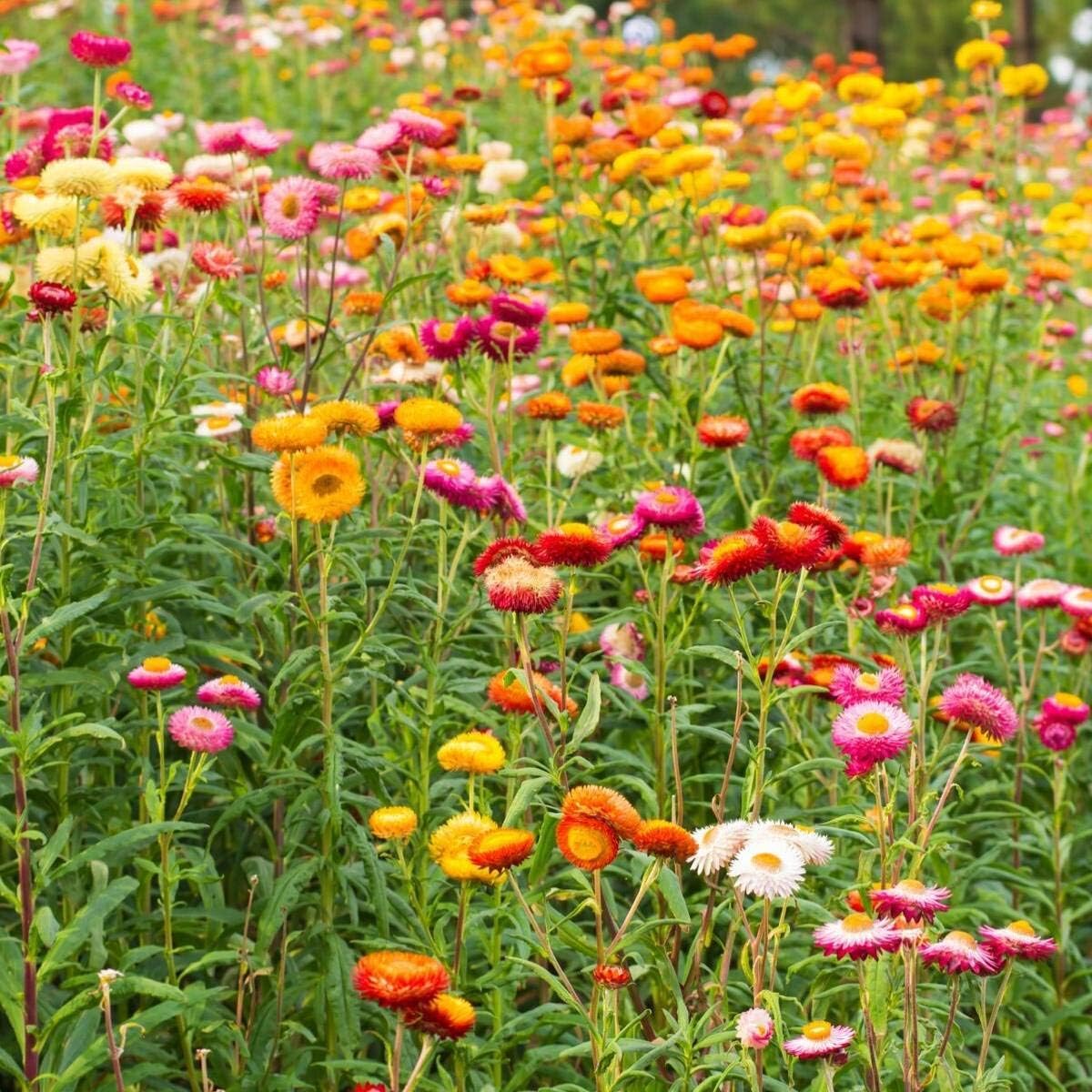 STRAWFLOWER Dwarf Tom Thumb Mix Helichrysum bracteatum 500 Seeds Amazon.ca Patio, Lawn