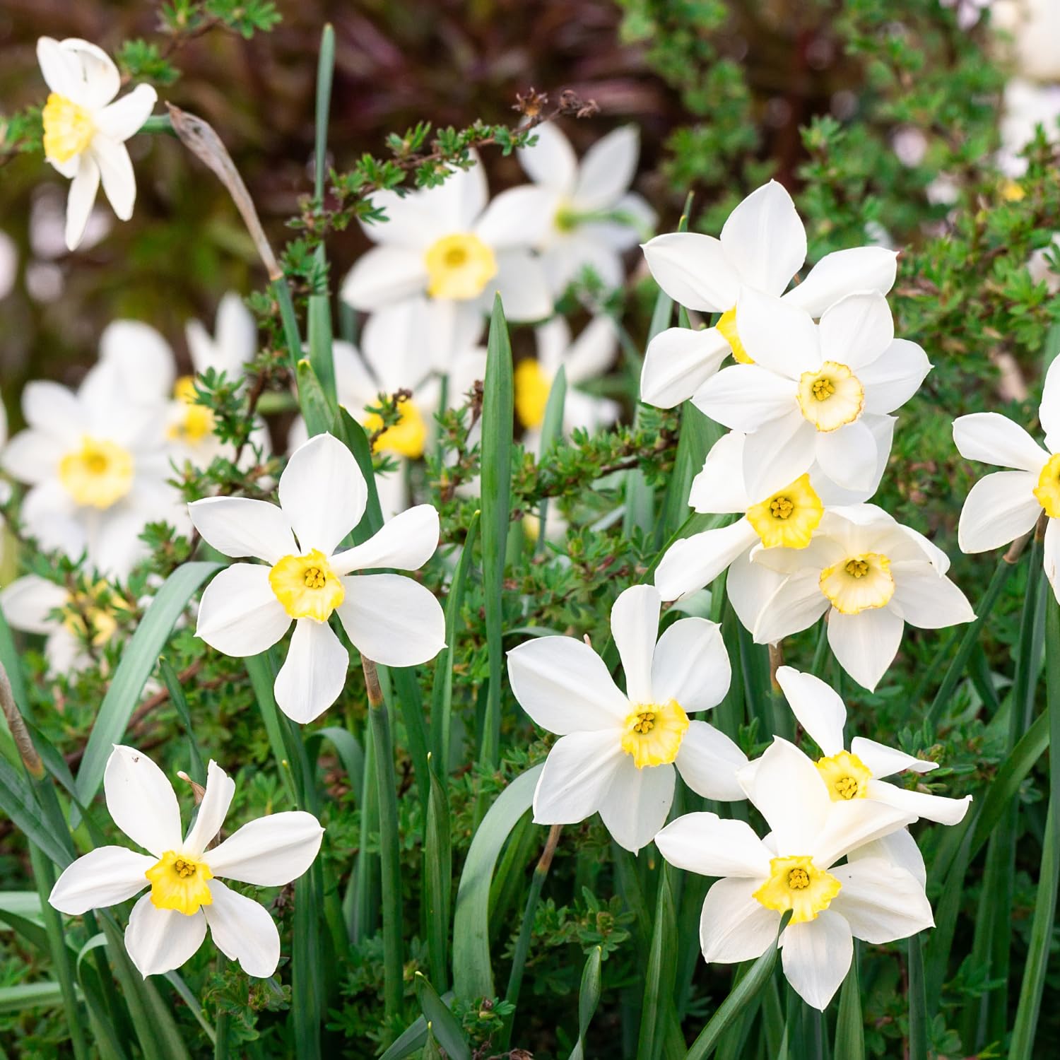 10 Narcissus Bulbs for Planting, Paperwhites Flower Bulbs, Narcissus Bulbs Indoor Outdoor Garden