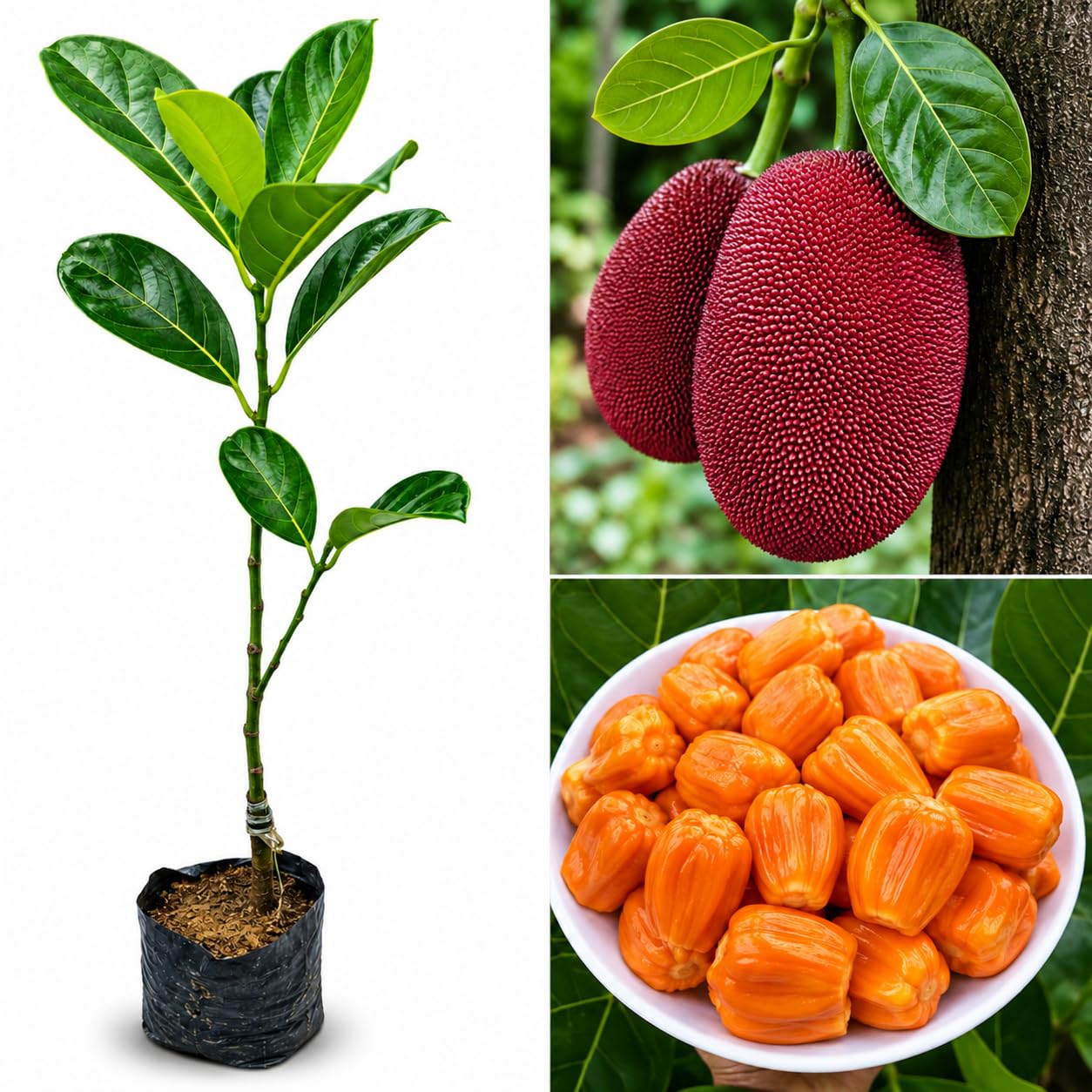 Healthy Live Jackfruit (Kathal) Plant | Singapore Red Variety | Grafted Hybrid All Seasons | Fruit Bearing Tropical Tree for Home & Orchard | Height 1.5–2 Feet-image-44