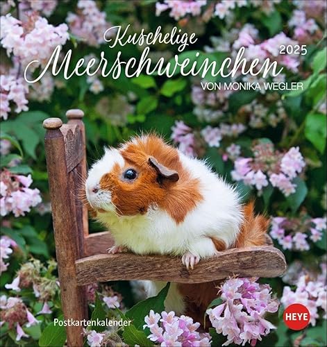 Kuschelige Meerschweinchen Postkartenkalender 2025: von Monika Wegler. Kleiner Kalender mit Porträts der putzigen Nager. Jeden Monat eine neue Postkarte aus dem Fotokalender. (Postkartenkalender Heye)