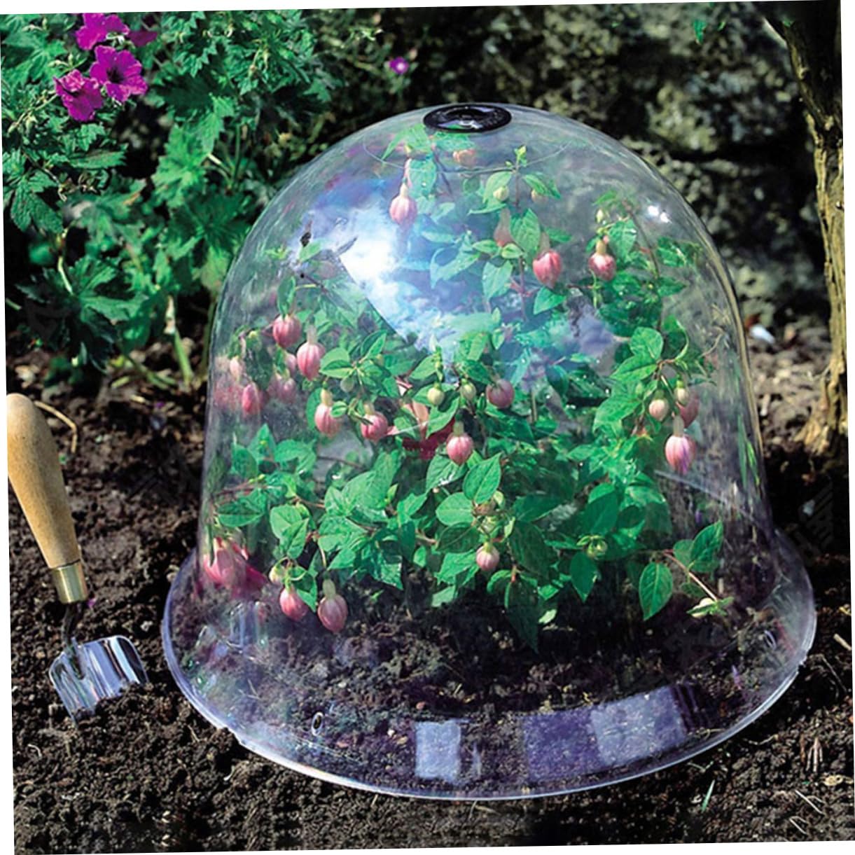 HANABASS 6 Pièces Cloche de Jardin Transparent pour Plantes Protection Gel et Humidité Couverture Domique pour Saine des Plantes pour Conditions Climatiques Variées