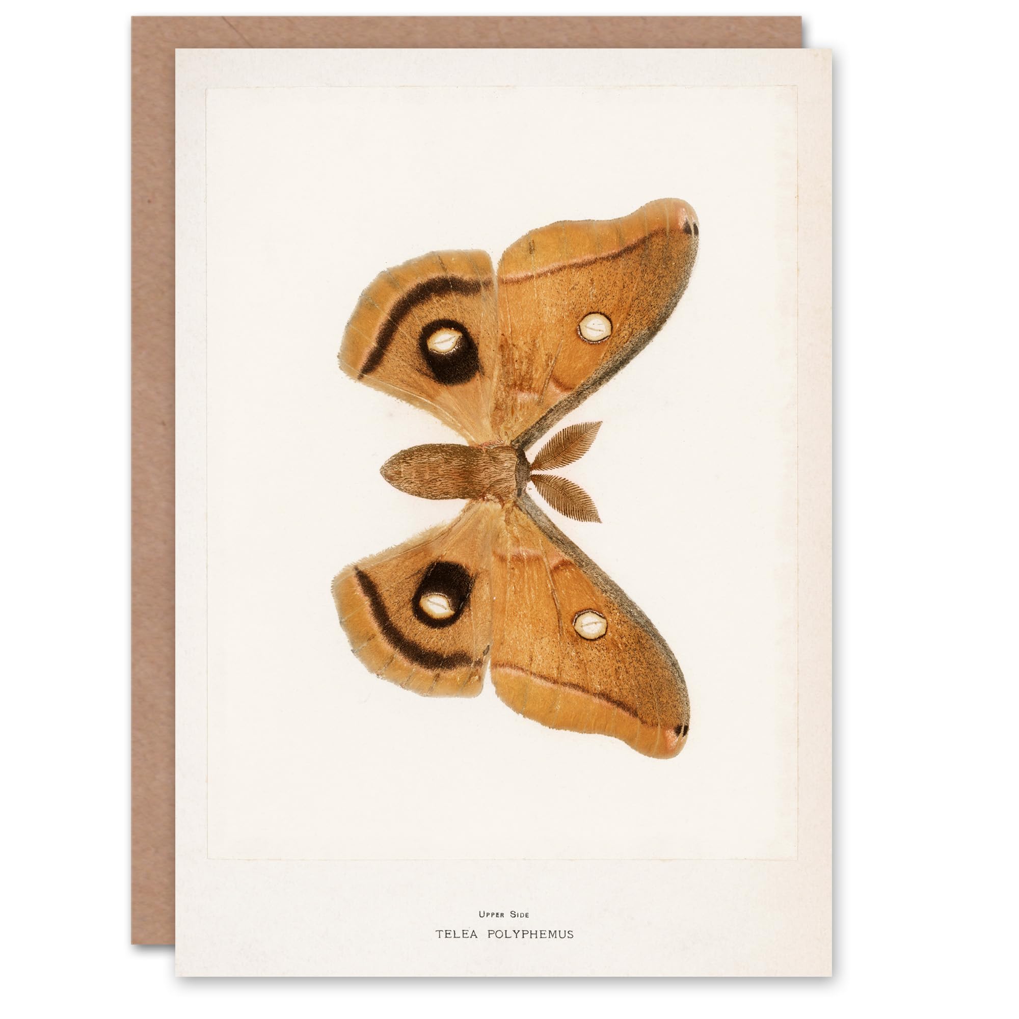 Artery8 Sherman Denton Art Card Polyphemus Moth Vintage Illustration