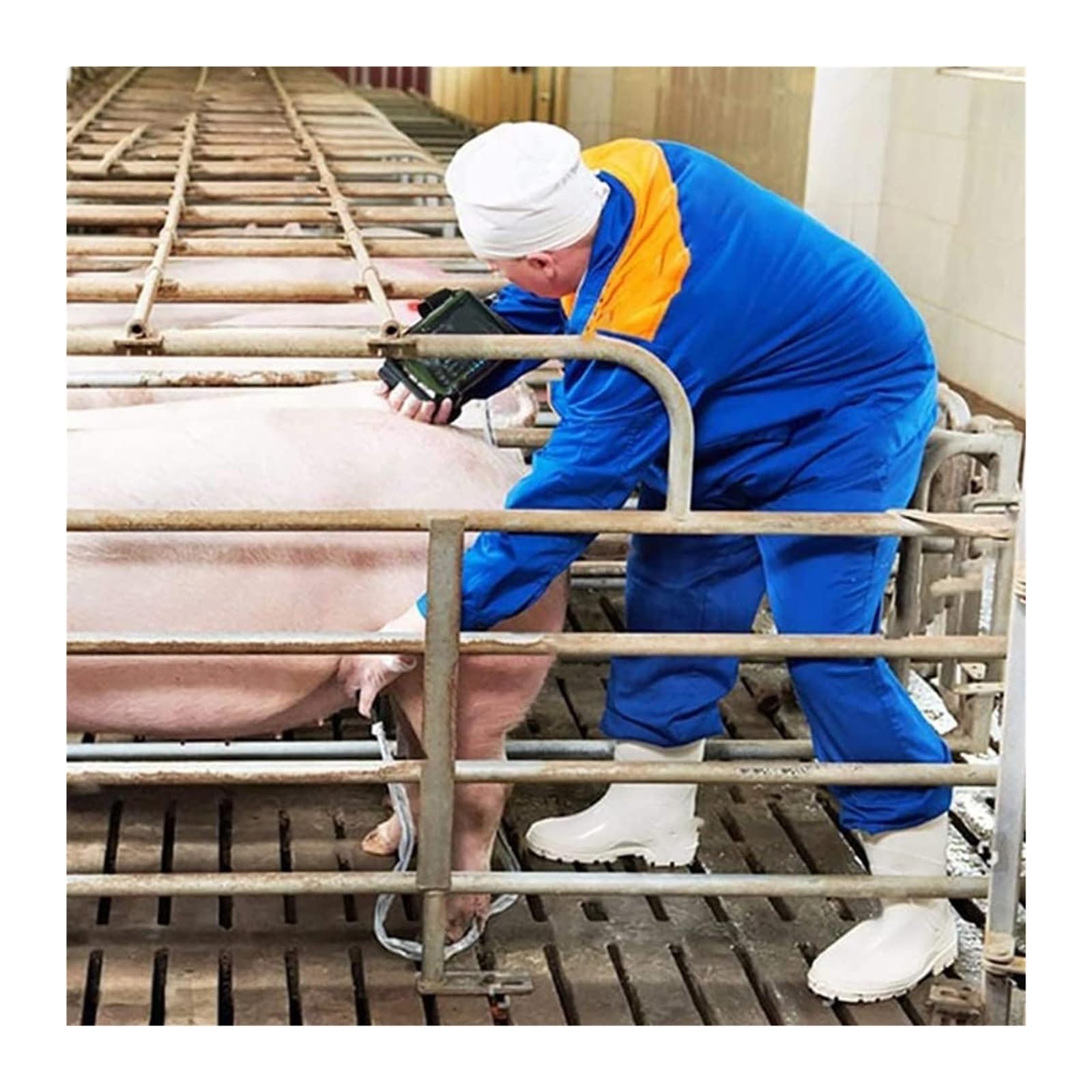 Scanner a Ultrasuoni B Portatile Per Veterinaria/animale Con Sonde Di Traino Convesse, Attrezzatura Diagnostica Veterinaria Portatile Ad Ultrasuoni, Usata Per Animali, Animali Domestici, Allevamento