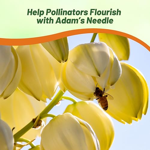 Miniatura 7 de Outsidepride Sempervivum Montanum para gallinas y pollos perennes tolerantes a la sequía, semillas de plantas  500 semillas