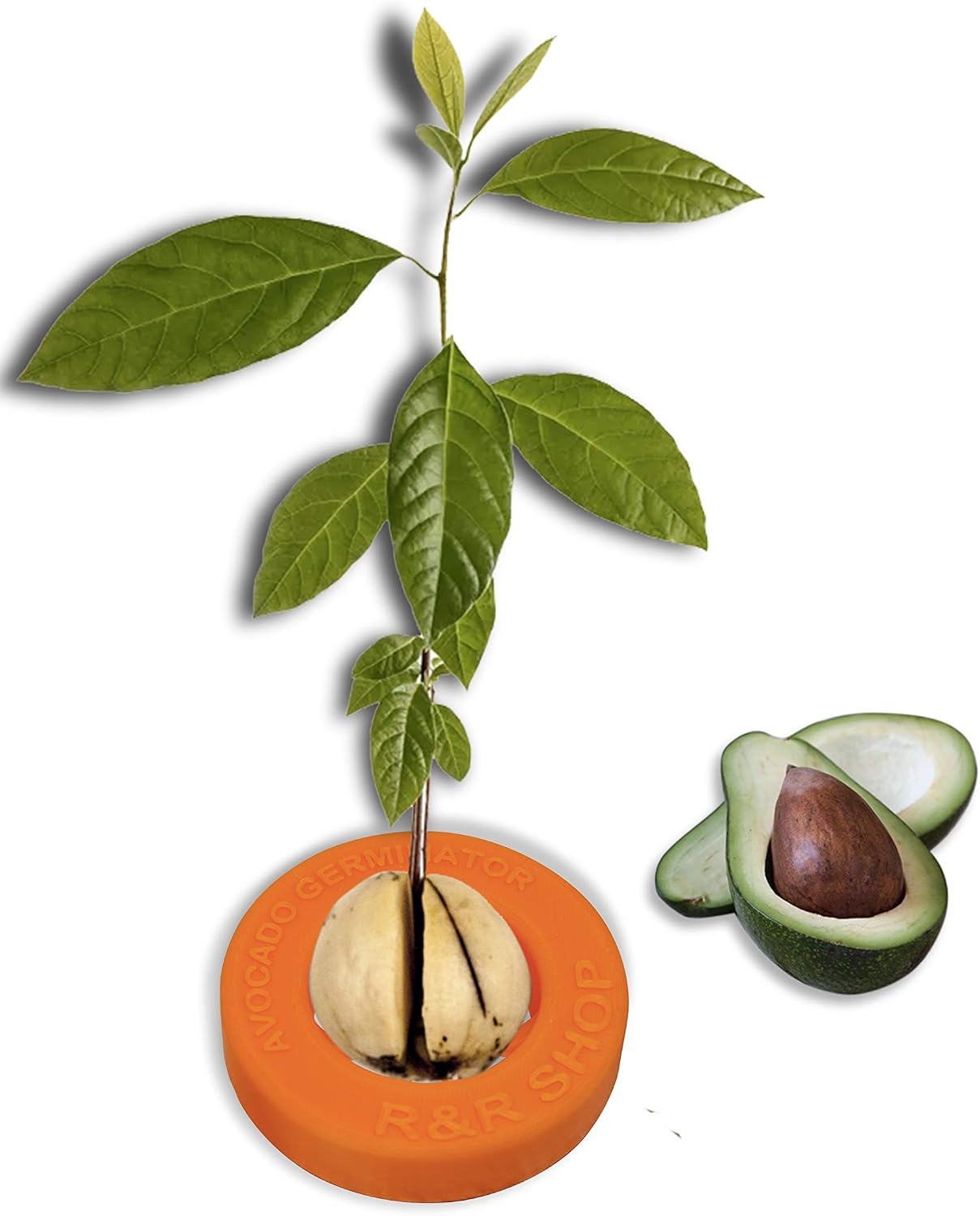 R&R SHOP Avocado Germinator - Floating Pot for Avocado Germination Seed Growth Kit, 100% Corn Plastic (Orange)
