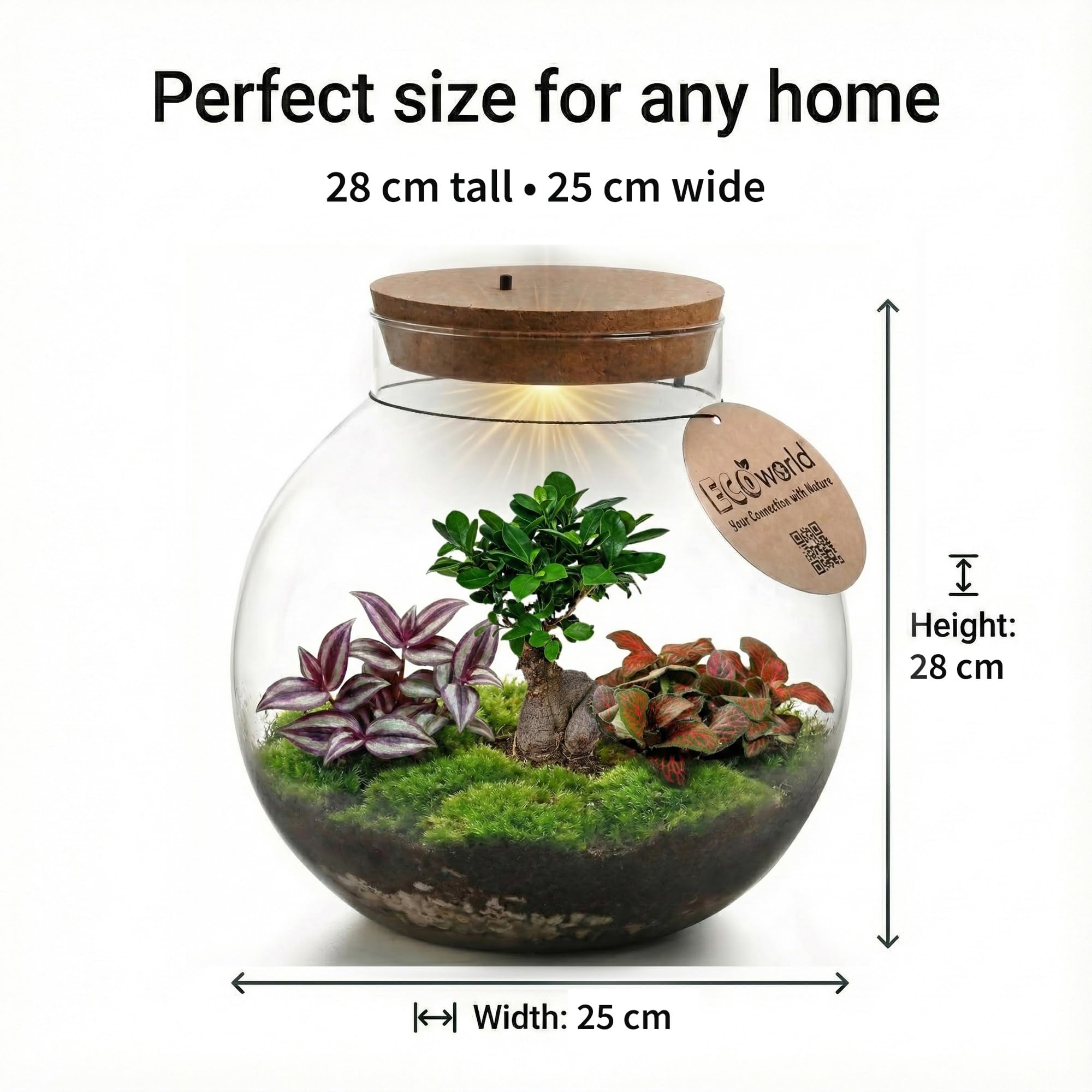 vdvelde.com - Bonsai Ökosystem - Bonsai und Minipflanzen - Ø 25cm ↥ 28cm - Batteriebetriebene Beleuchtung