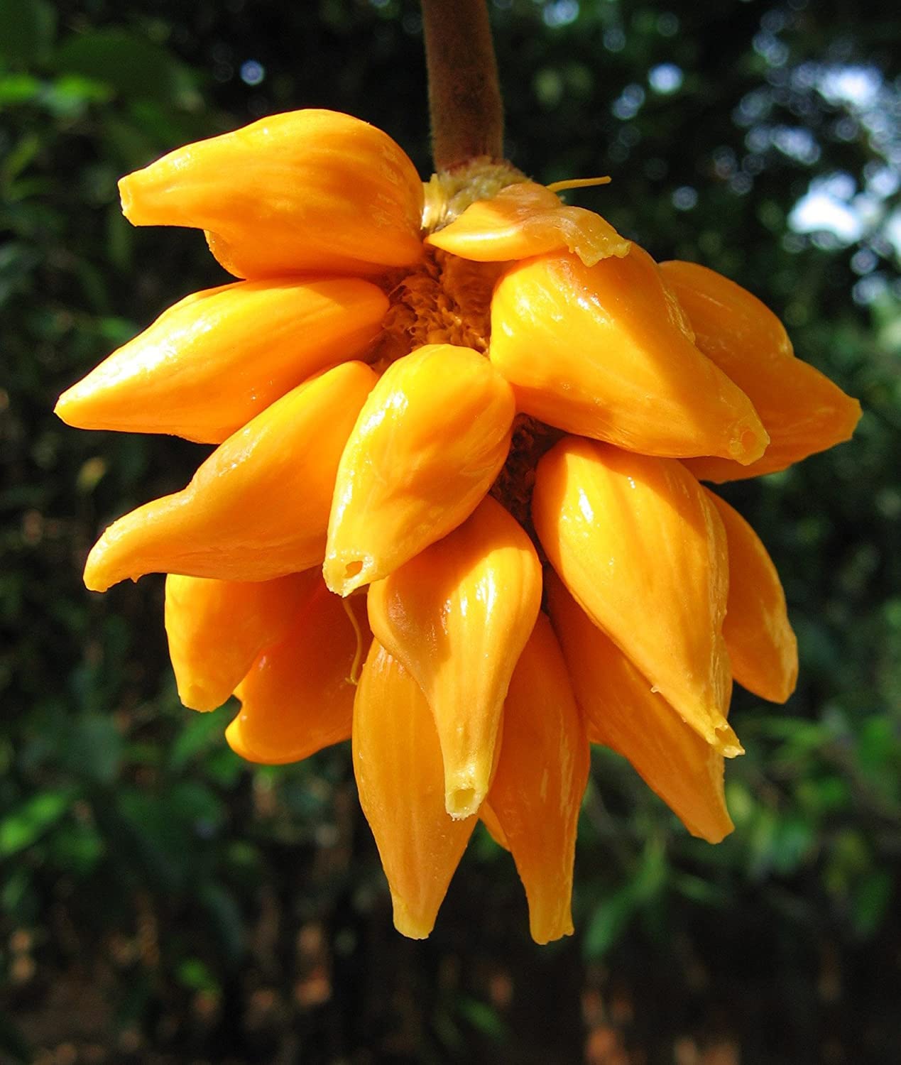 See full amazon price history chart for Royal Paradise Garden Rare Wild Jackfruit (Artocarpus hirsutus) Anjili 1 Healthy Live Seedling Plant Royal Paradise Garden Rare Wild Jackfruit (Artocarpus hirsutus) Anjili 1 Healthy Live Seedling Plant (B0B6GHTWYB) Amazon Price History, Amazon Price Tracker
