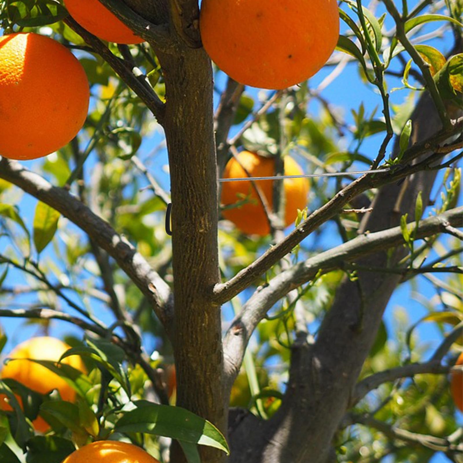 Kisangel 10 Stück Verstellbare Pflanzenstütze aus Edelstahl und Gummi Praktische Astspreizer für Obstbäume Einfache Montage für Garten und Obstbau