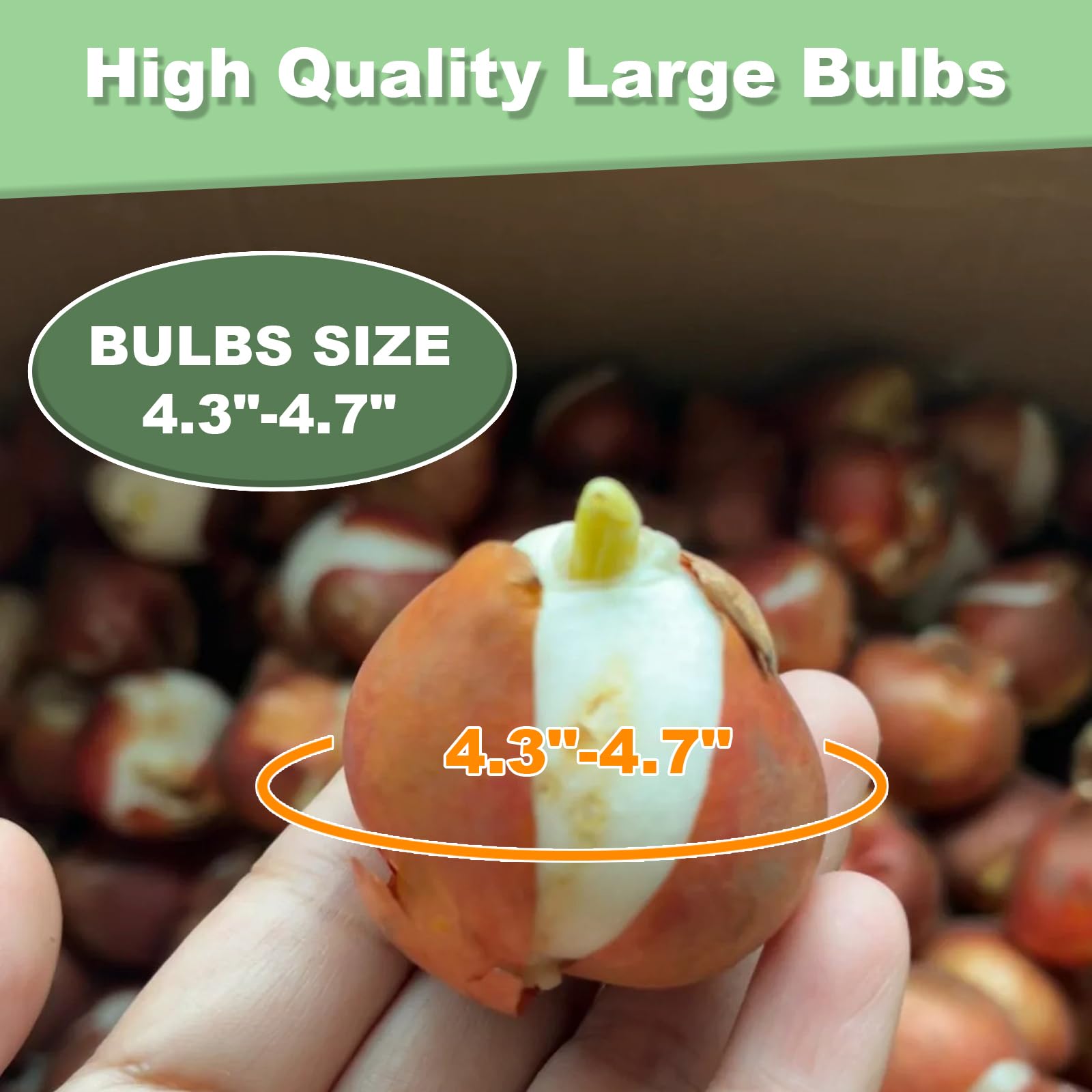 Tulipe Fleur De Lis 'Claudia' Bulbe Calibre 12+ (par 10