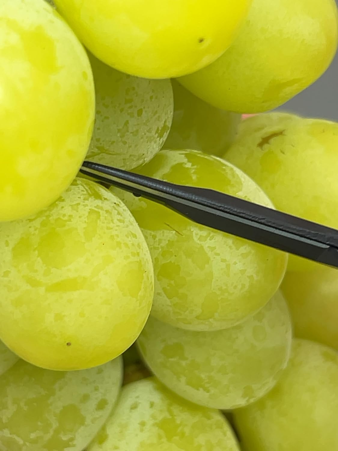 CHIKAMASA B-600SLUFB, The Precise Specialty Trimming Scissors, S/S L-Shape Blade, Fluorine Coating, for trimming plants and grapes, excellent for narrow stem-thinning inside closed and tangled spaces. - Image 5