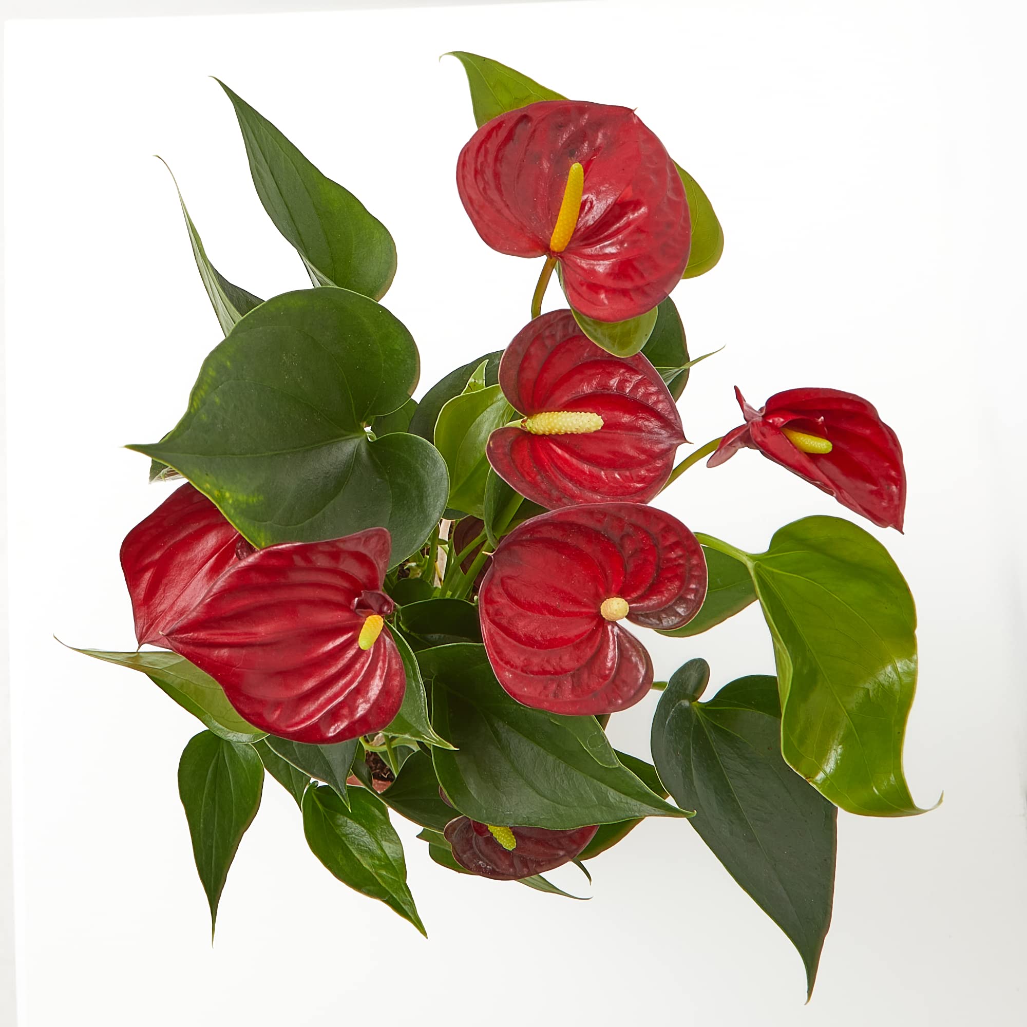 Verdecora Anthurium Rojo | Anturio | Planta natural de interior con flor en maceta de Ø12cm | Altura total aproximada 35-40cm