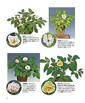 園芸Collection Vol,25 (別冊趣味の山野草) | 株式会社栃の葉