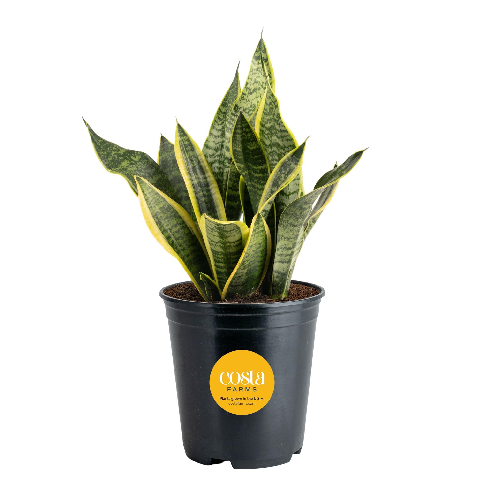 Costa Farms Snake Plant
