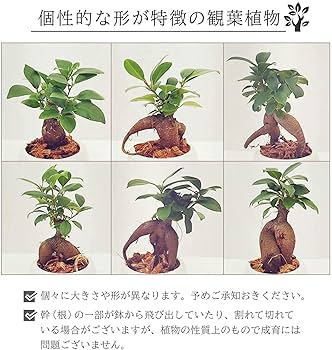 ガジュマルさま専用ページ Amazon｜花のギフト社 ガジュマル がじゅまる ガジュマルの木