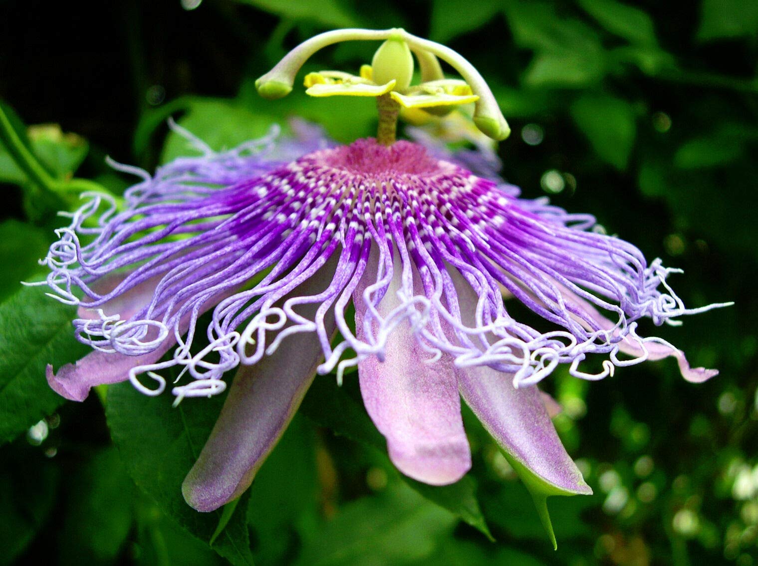 Amazon.com : Passion Fruit Purple Flower Vine Maypop Passiflora INCARNATA  Plant Seed 10 Seeds : Patio, Lawn & Garden