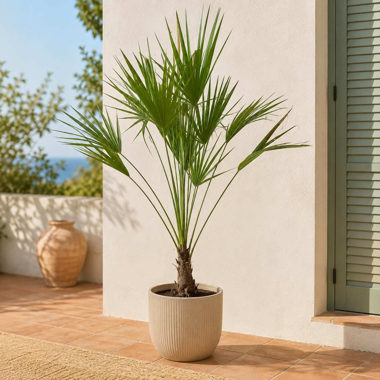 Chamaerops Humilis Palmier Nain Méditerranéen env. 120 cm