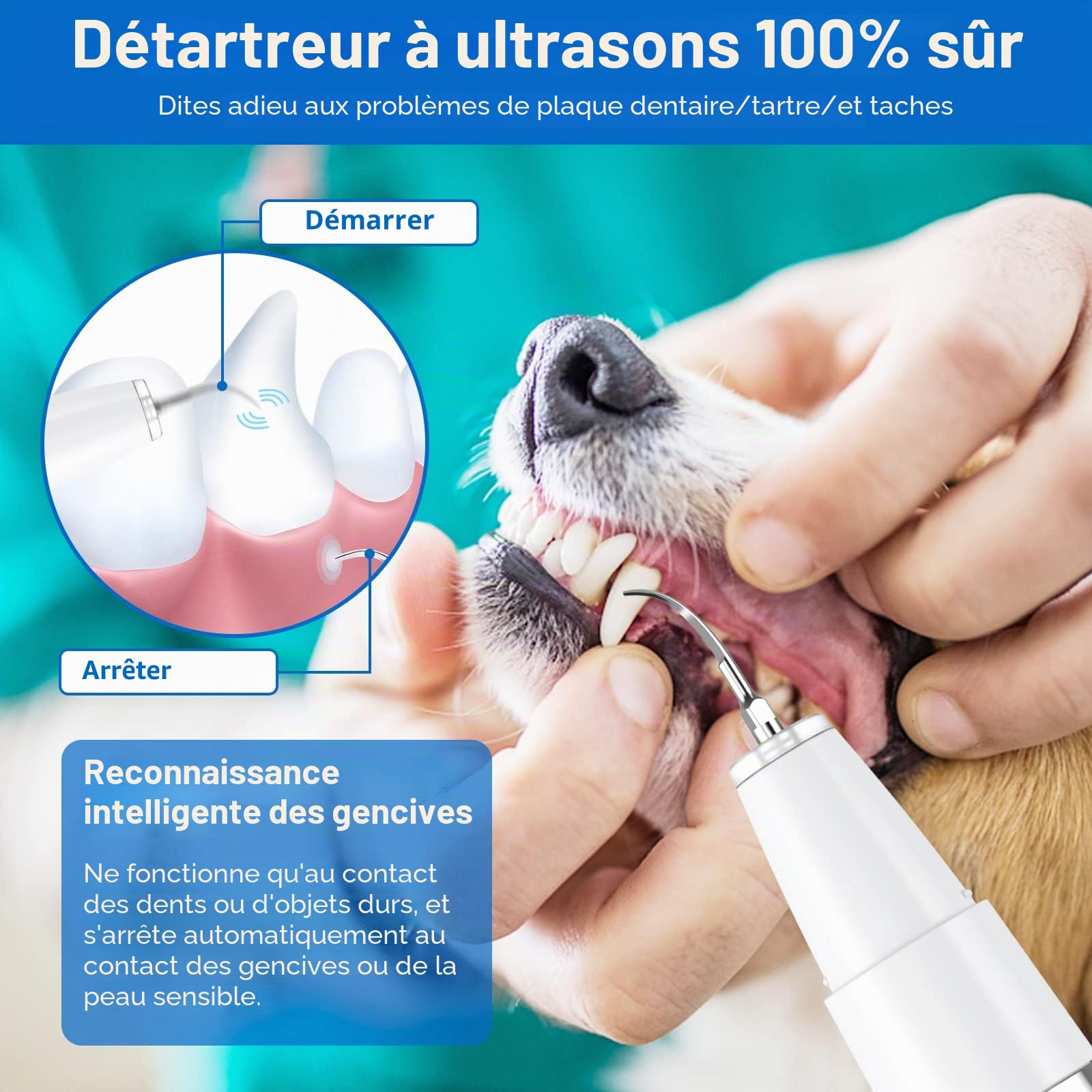 Lot de 8 brosses à dents à ultrasons pour chiens et chats - Pour nettoyer les dents des chiens et chats (Blanc)