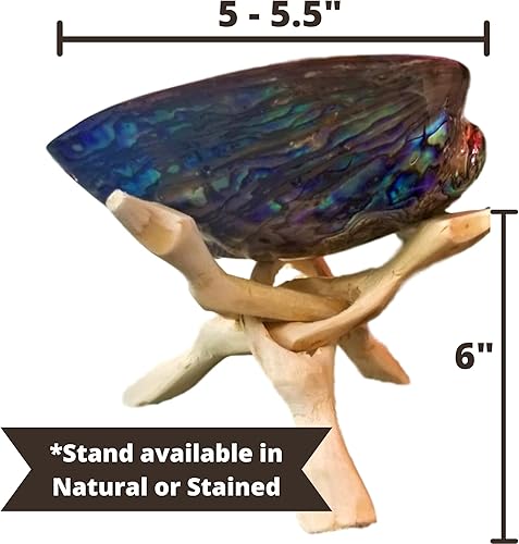 Miniatura 4 de Soporte de exhibición de madera, paquete de 2  6 pulgadas, soporte de madera natural de cobra, soporte de concha de abulón, tallado a mano, soporte