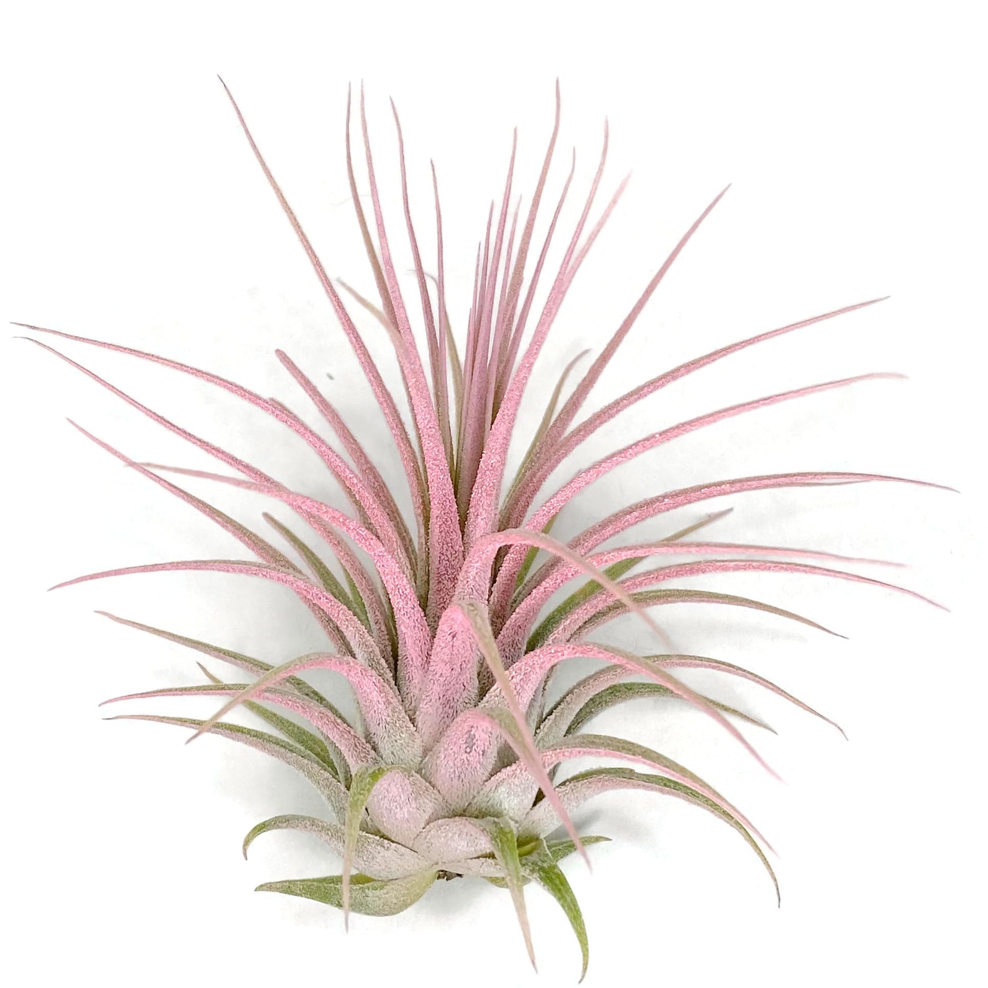Ionantha Guatemala Tillandsia Air Plant, Guatemala Tillandsia Live Airplant, Healthy Arrival Guaranteed, Great Indoor Plant, Home Decor &amp; Gift (Light Pink)
