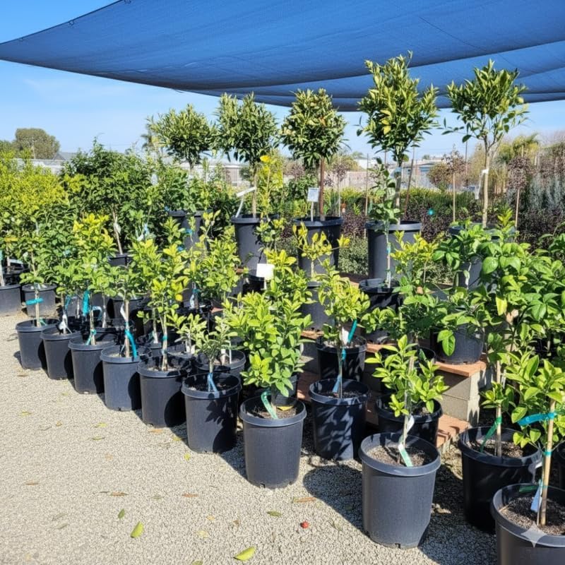 Navel Orange Tree 3-4 Feet Tall, Live Citrus Fruit Tree in 5-Gallon Pot, Hardy Outdoor Sweet Orange Fruit Plant