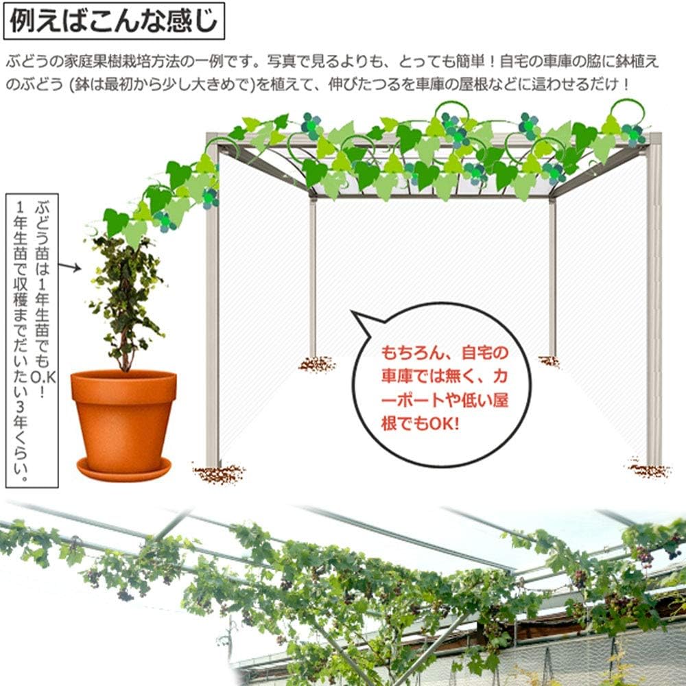 Amazon デラウェア ぶどう 2年生接木大苗 1m苗 ウィルスフリー 産地で剪定済 1 0m苗 Diy 工具 ガーデン