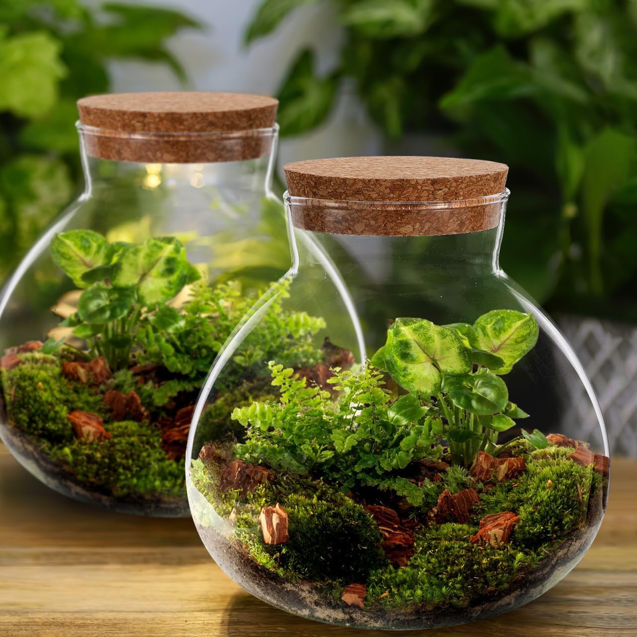 DOITOOL Pot rond en verre pour terrarium, plantes succulentes, bourgeons, vase à vœux, bouteille avec couvercle en liège, pot à bonbons, pot en verre pour fougère, mousse, plantes succulentes