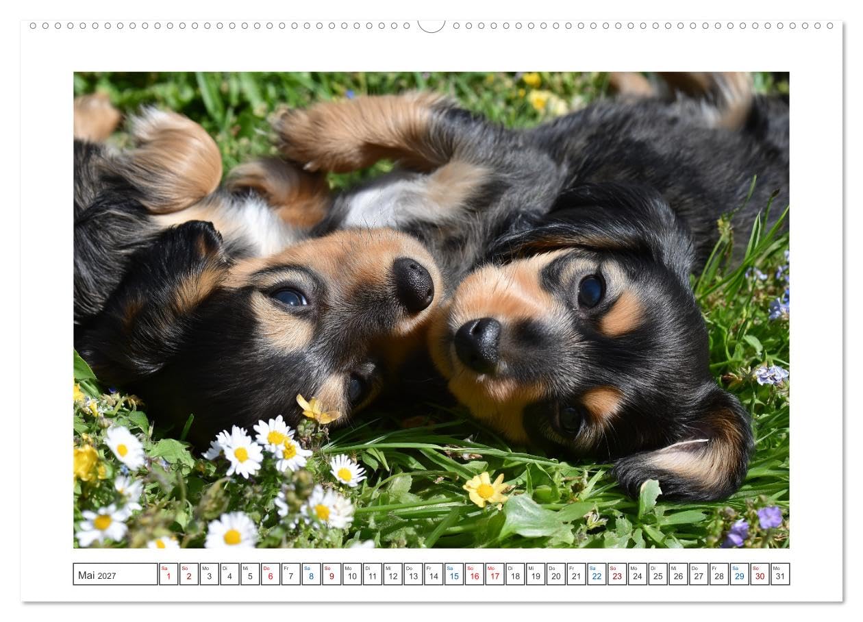 Kleine Beine, großes Glück (Wandkalender 2027 DIN A2 quer), CALVENDO Monatskalender: Dieser Dackelkalender begleitet dich mit 12 Monaten voller ... und herzerwärmender Momente. (CALVENDO Tiere)