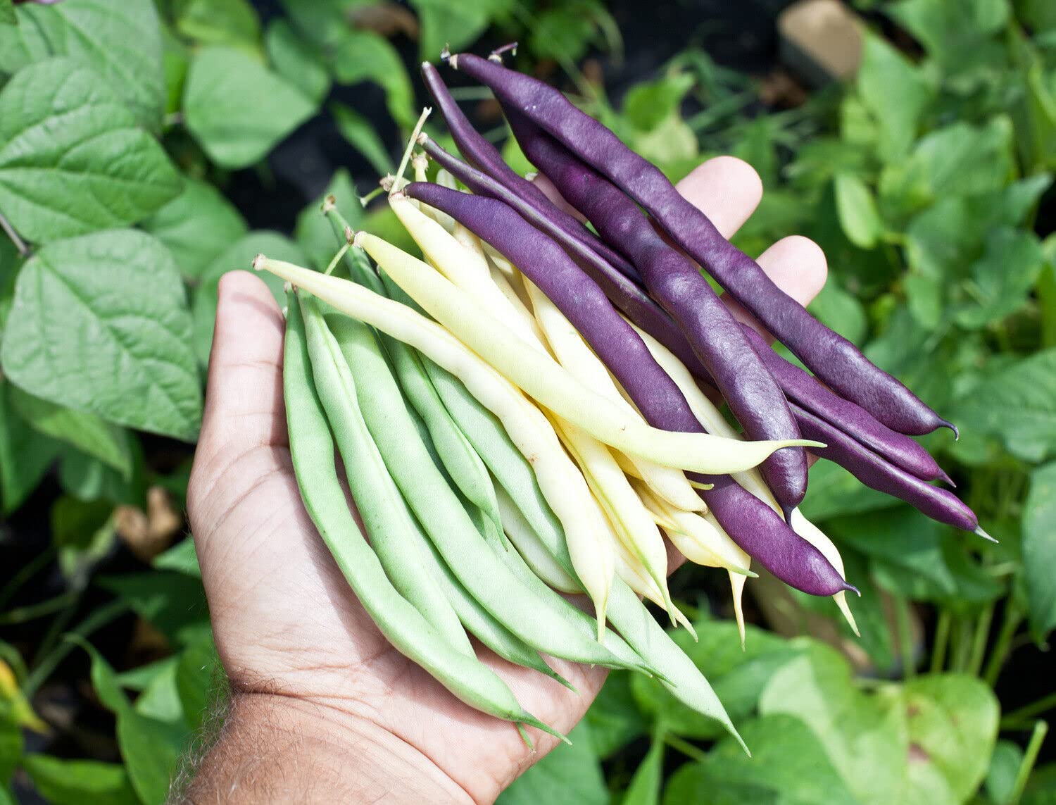 M-Tech Gardens Hybrid French Bean " Mixed Bush " Exotic 20 Vegetable Seeds for Growing (B0D9WM1X11) Amazon Price History, Amazon Price Tracker