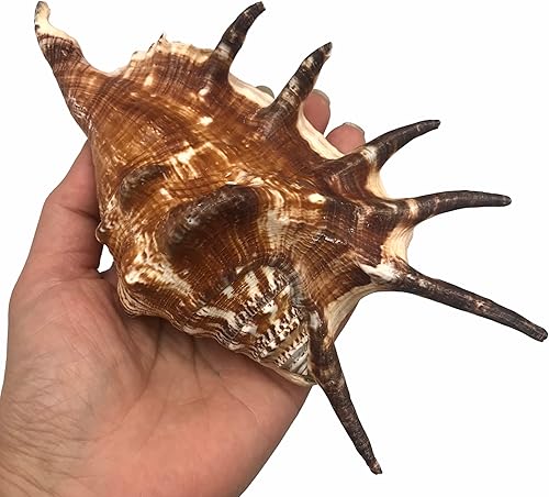 Miniatura 1 de PEPPERLONELY 2 conchas de mar de caracola de cola de gallo, de 6 a 7 pulgadas (#77811)