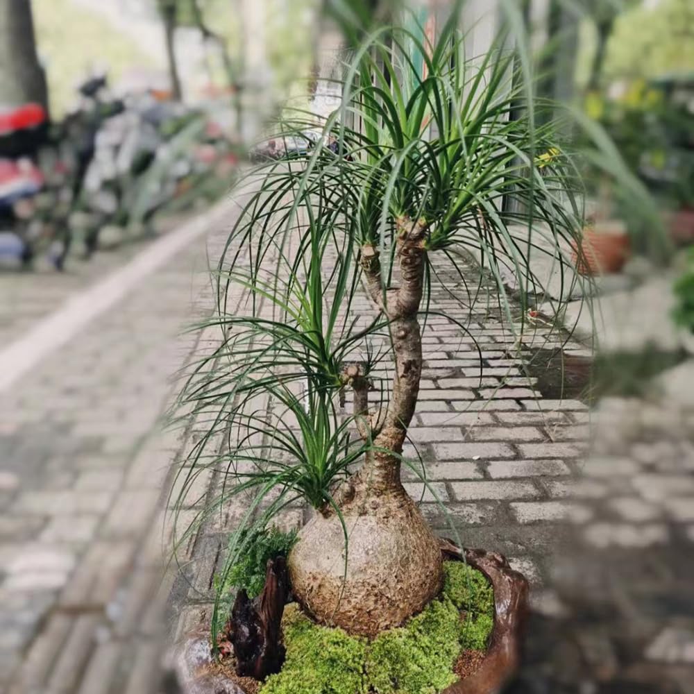 taxus eibe Taxus baccata Solitär kaufen? Bestellen Sie einfach online beim Züchter