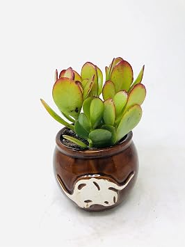 Sunset Jade Plant Crassula in Native Elephant Round Vase - Easy to Grow House Plant
