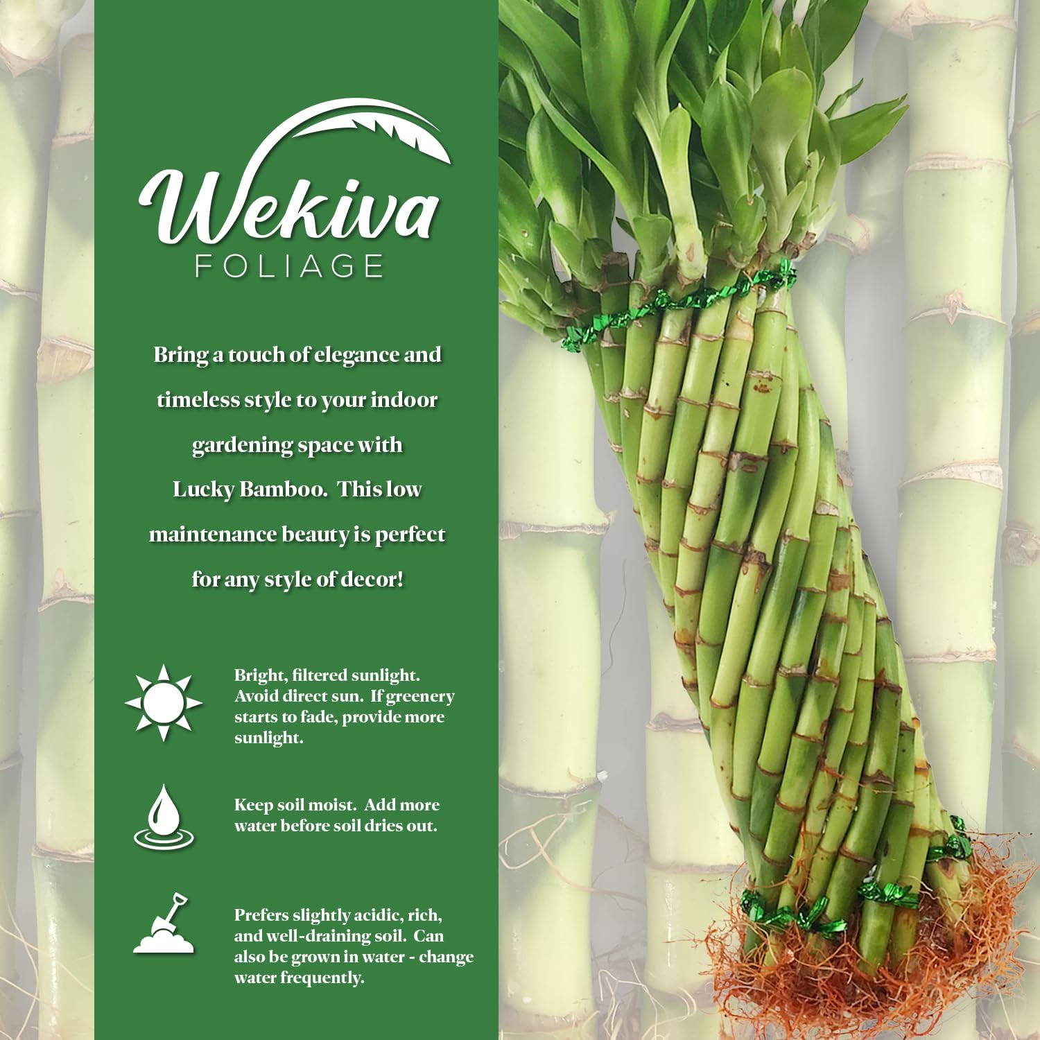 Lucky Mini Bamboo - 2 Live Starter Plants in 2 Inch Growers Pots - Dracaena Sanderiana - Feng-Shui Zen Garden Houseplants