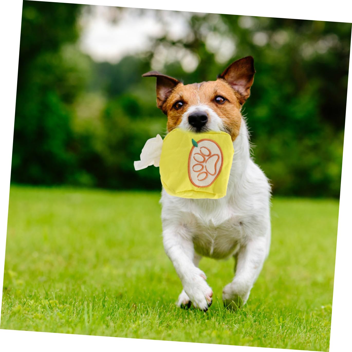 ABOOFAN 4 Piezas Toalla De Papel para Mascotas Juguete Perro Pequeño Perro Mascota Tela Oxford Caja De Pañuelos