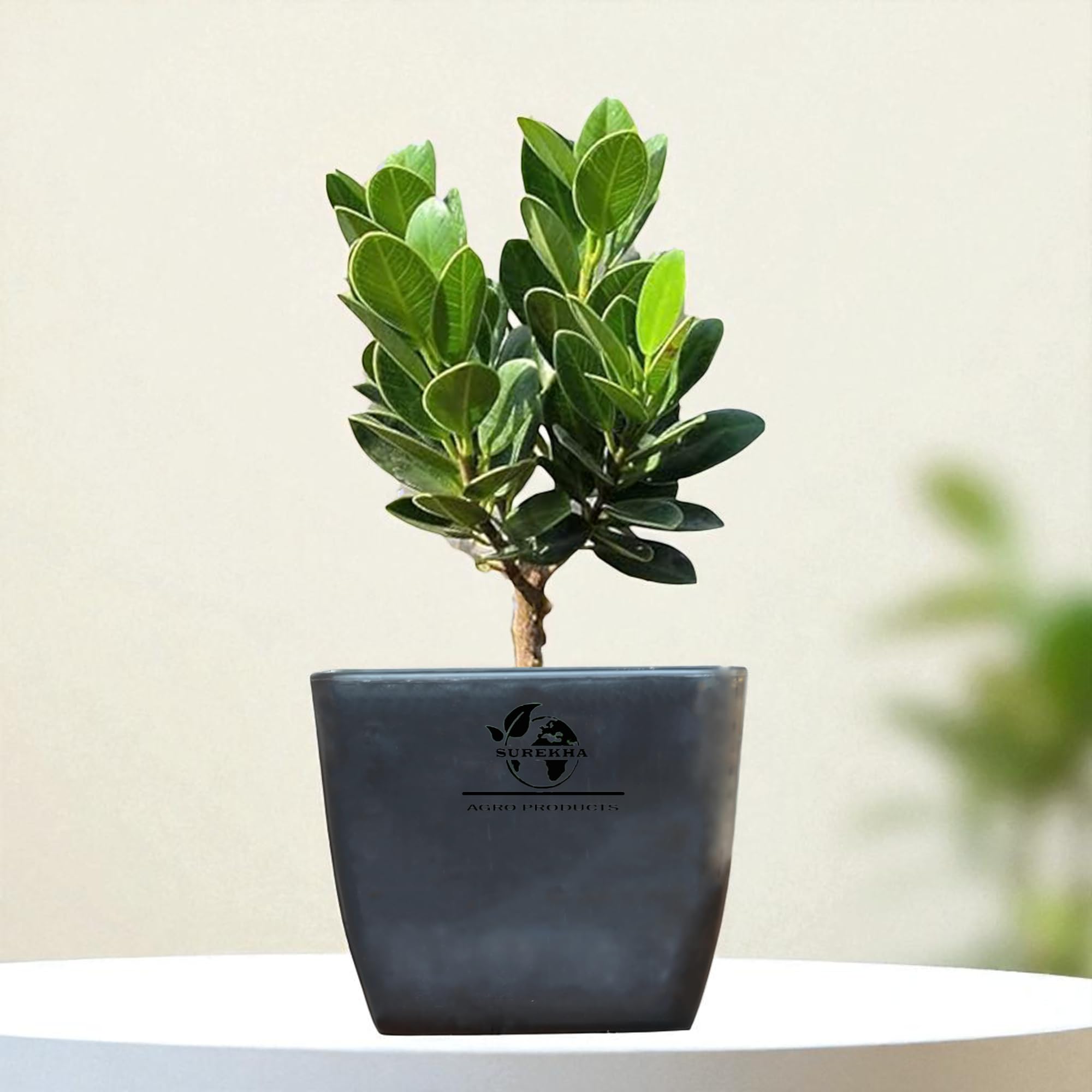Surekha China Bot Plant with 3 Inch Elegant Pot | Indoor Bonsai Live Plant | Banyan Tree | Ficus Bonsai | Real Plants for Home Decor | Indoor Plants for Living Room (Midnight Mini)-image-14