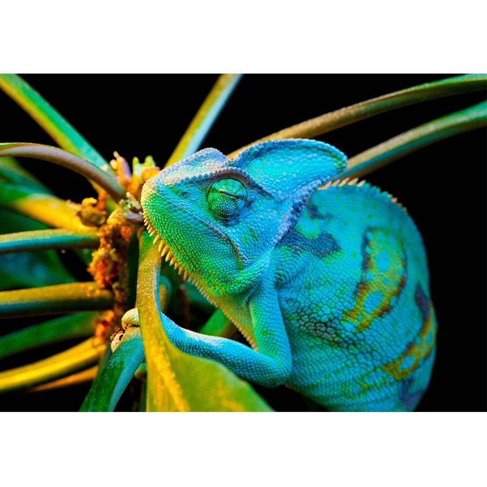 wall26 - Yemen Chameleon Isolated on Black Background - Removable