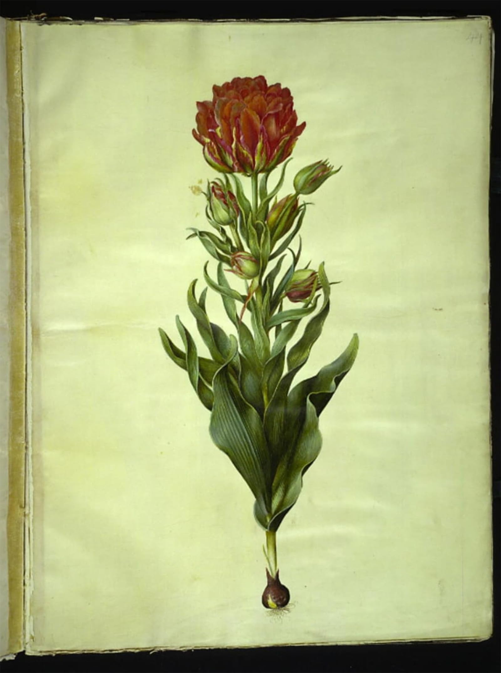 ARTXLXXBN Famous Art Print Poster Vintage Wall Art Tulipa Gesneriana by Hans Simon Holtzbecker Canvas Art Poster for Home Decor 60x90cm