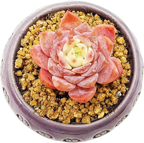 Miniatura 2 de Plantas suculentas vivas de 2 pulgadas, suculentas de Echeveria surtidas (recipiente de cerámica no incluido), mini plantas suculentas vivas para