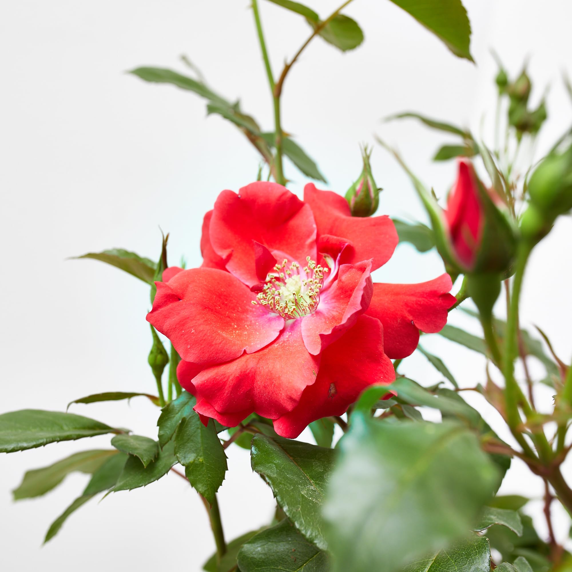 Verdecora Rosal Sevillana en maceta de 3L | Rosa Sevillana | Arbusto de Exterior con Flores Rojas Intensas y Prolongada Floración | Ideal para Jardines, Bordes y Macizos Florales