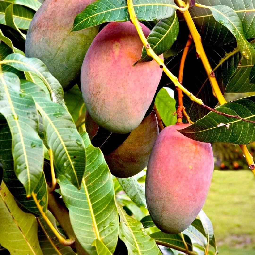 Native Earth Nursery " Lancetilla Mango " Hybrid 1 Healthy Live Plant (Grafted Plant, 2-3 Feet Height) (B0B4WJMCBS) Amazon Price History, Amazon Price Tracker