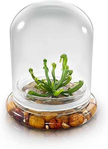 Bloomify Terrarium Cobra Lily - Planta de jarra viva carnívora - Crecimiento propio - Plantas de terrario sin mantenimiento - Plantas carnívoras de